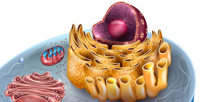 BioSolid Mechanics