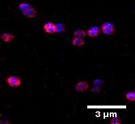 Confocal Imaging of exponential phase bacteria 