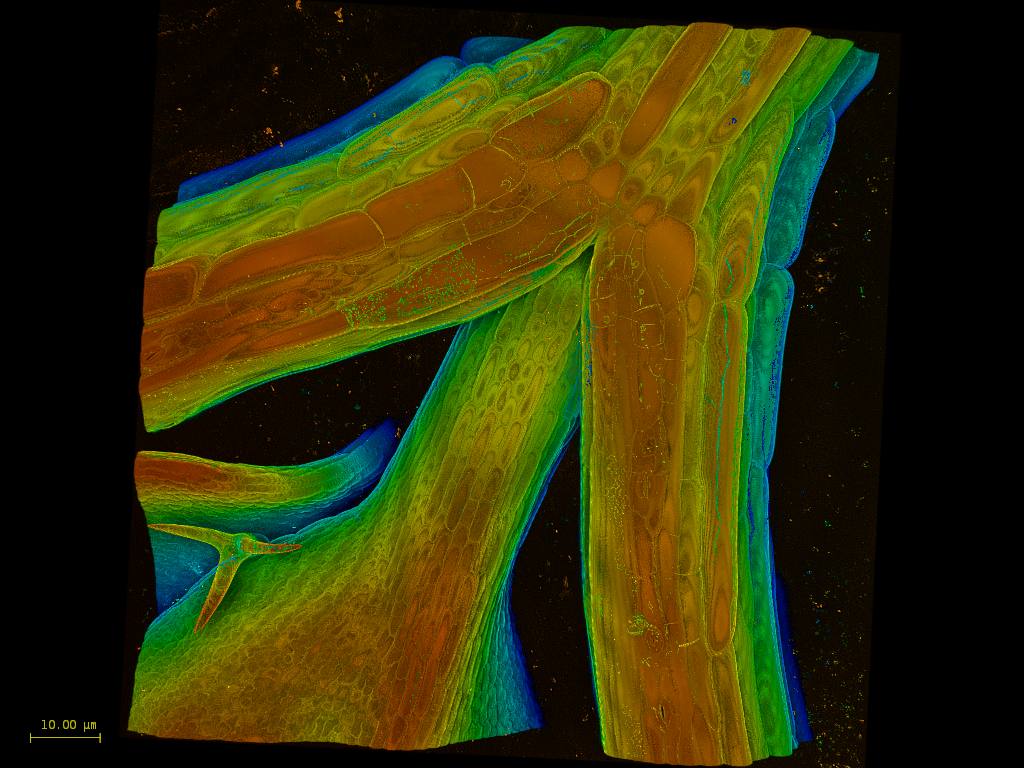 Pseudo colored for depth; Arabidopsis plant tip sample provided by Francesca Lopez, Spillane Research Group 