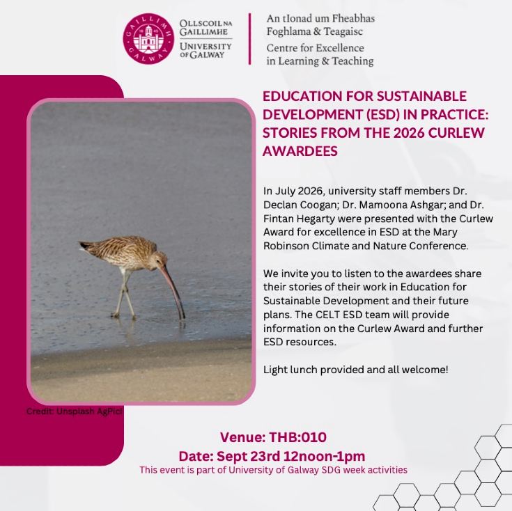 Curlew Bird on beach