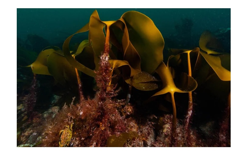 Kelp