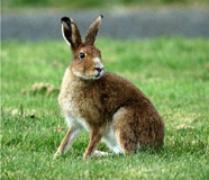Research_Irish-hare