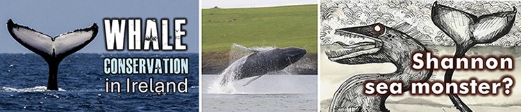 Image of a Whale Leaping out of the water in County Clare