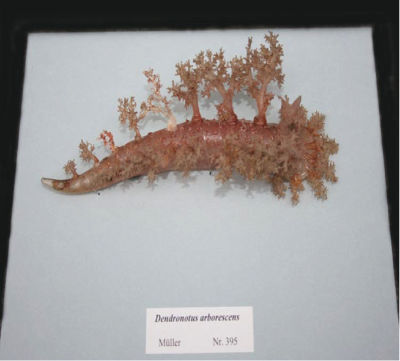 Nudibranch  (Facelina drummondii)