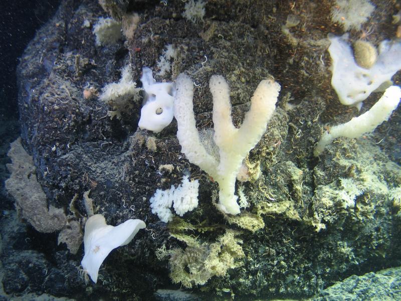 deep-sea sponge 
