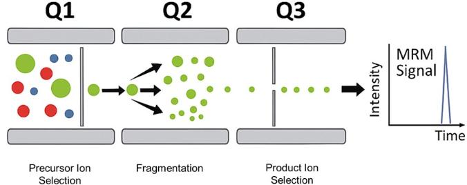 A diagram outlining targetted mass spectrometry. The diagram is split into three quadropoles with ions. Under a heading labelled Q1, Q2, Q3, the ions are getting fragmented and specific to the ion targeted. A graph is displayed with ion intensity versus time.