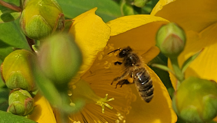 Irish honey bee foraging pollen
