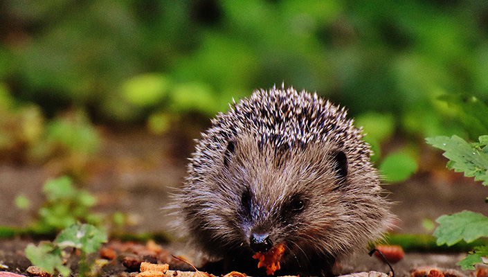University of Galway 