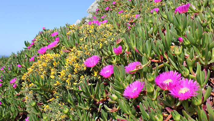 Carpobrotus plants competing for space and pollinators with the native gorse Ulex europaeus in the T