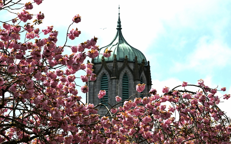 Cherry blossom on campus