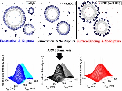 Graphical abstract for the Liposome - ARMES paper.