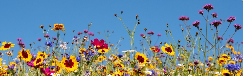 Biodiversity Cluster Banner