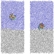 Simulation snapshots showing HFBII hydrophobin at water-octane interface