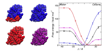 Effect of surface structure on HFBII-interface interface