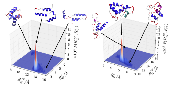 Conformations of myoglobi-derived peptides at air-water interface