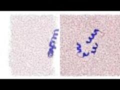 Myoglobin peptide1-55