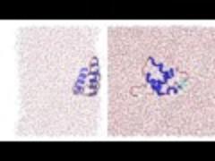 Myoglobin peptide56-131 at air-water interface