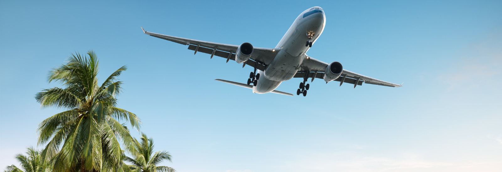 aeroplane flying in sky with palm trees below