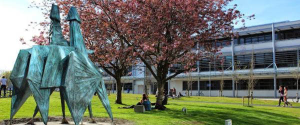 photo of a cherry blossom tree on campus