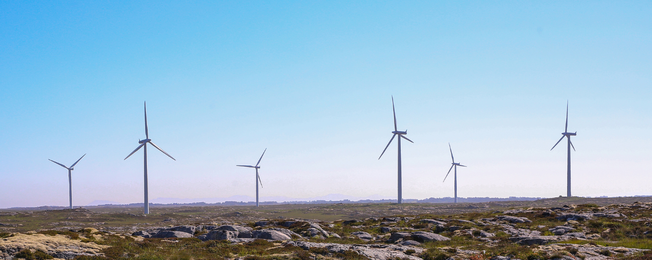 Windmills in a field