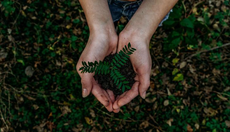 A pair of cupped hands hold soil and a plant over a forest floor.