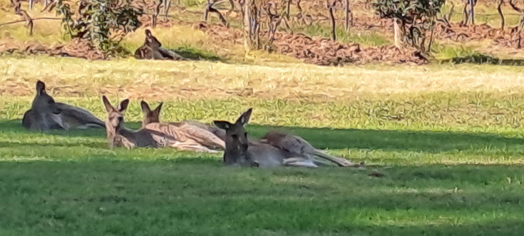 Kangaroos resting under a tree