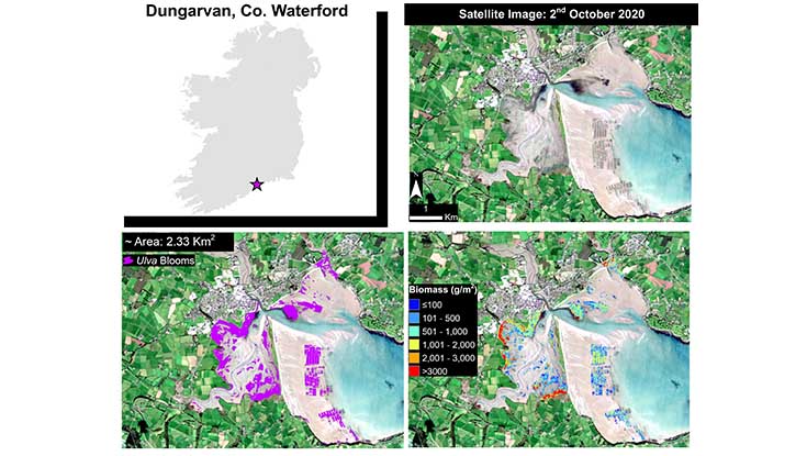 Satellite scene of Dungarvan Bay in Co Waterford showing the Ulva biomass distribution. Photo: Senti