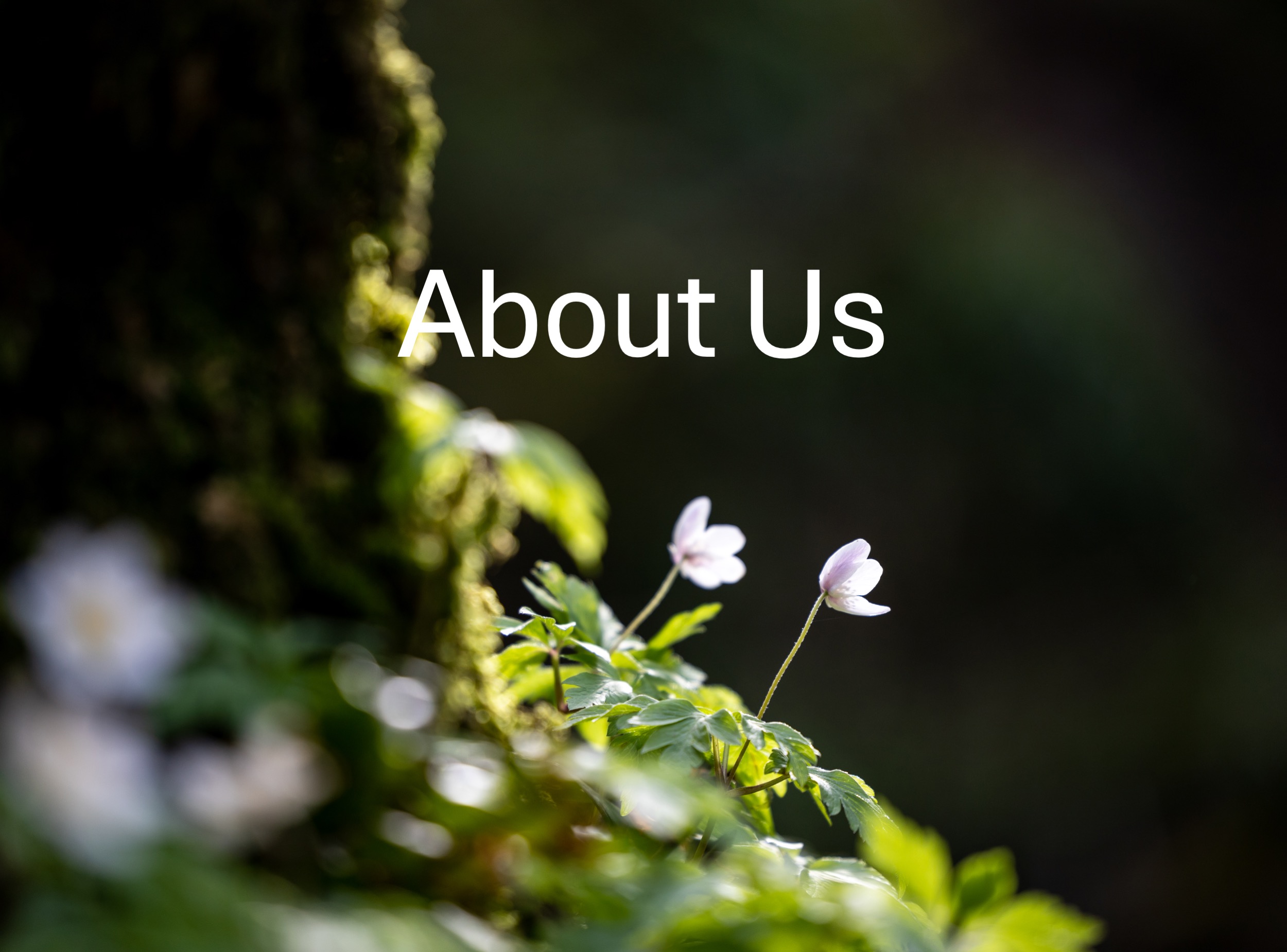 About us 