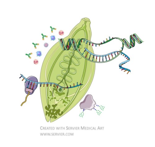 Molecular Parasitology Research Group