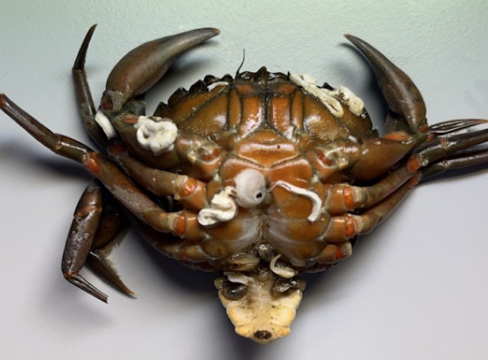 Invertebrate PathoSystems